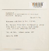 Dicranum condensatum image