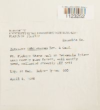 Dicranum condensatum image