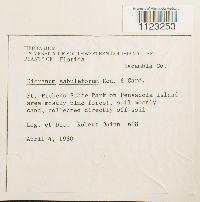 Dicranum condensatum image