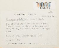 Dicranum condensatum image