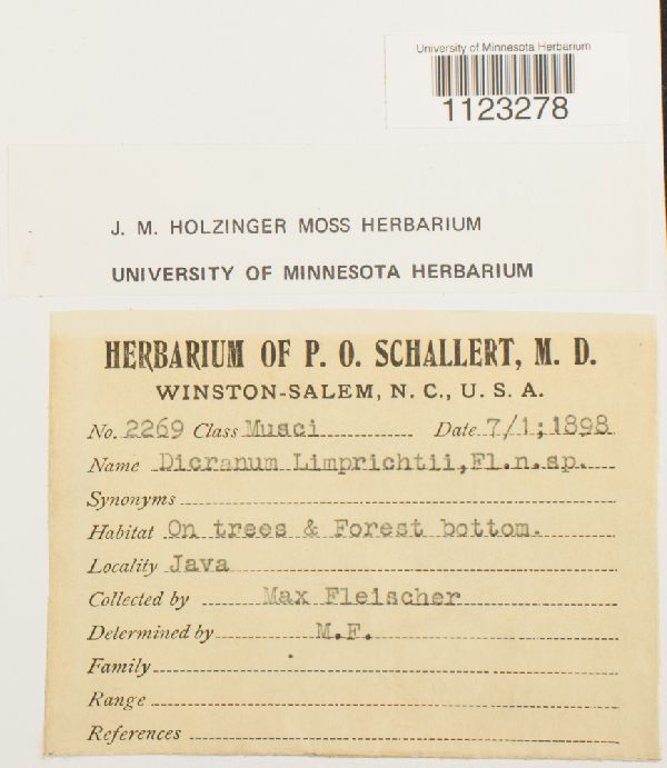 Dicranoloma reflexum image