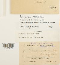 Dicranum montanum image