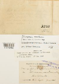 Dicranum montanum image