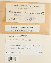 Dicranum ontariense image