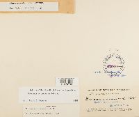 Dicranum ontariense image