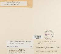 Dicranum ontariense image