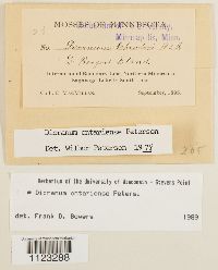 Dicranum ontariense image