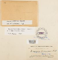 Dicranum ontariense image