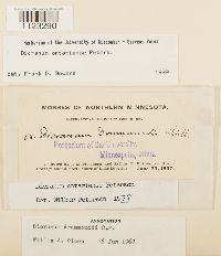 Dicranum ontariense image