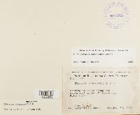 Dicranum ontariense image