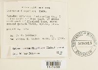 Dicranum flagellare image