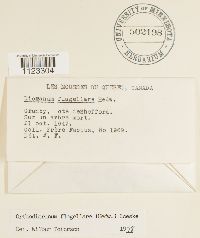 Dicranum flagellare image