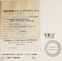 Dicranum flagellare image