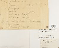 Dicranum fulvum image