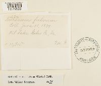 Dicranum fulvum image