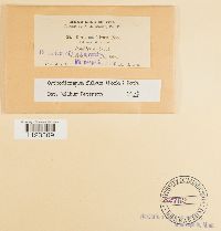 Dicranum fulvum image