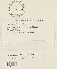 Dicranum fulvum image