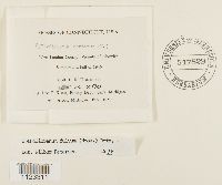 Dicranum fulvum image