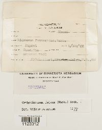 Dicranum fulvum image