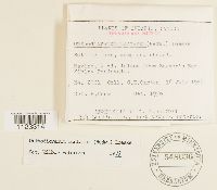 Dicranum montanum image