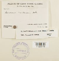 Dicranum montanum image