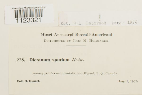 Kiaeria starkei image