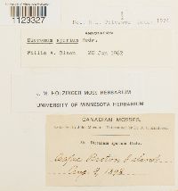 Kiaeria starkei image