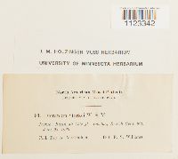 Kiaeria starkei image