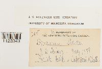 Kiaeria starkei image