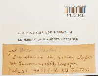 Kiaeria starkei image