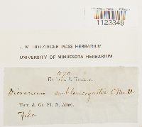 Campylopus flexuosus image