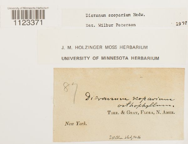 Dicranum scoparium var. orthophyllum image