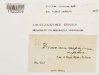 Media resource of Dicranum scoparium