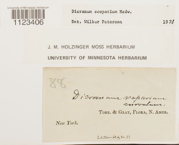 Dicranum scoparium var. curvulum image