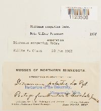 Dicranum scoparium image