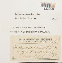 Dicranum scoparium image