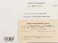 Dicranum scoparium image