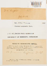 Dicranum scoparium image