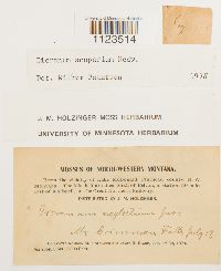 Dicranum scoparium image