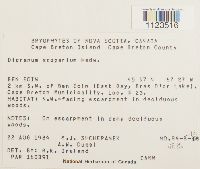 Dicranum scoparium image