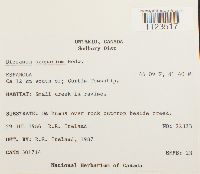 Dicranum scoparium image