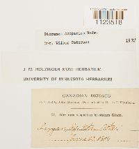 Dicranum scoparium image