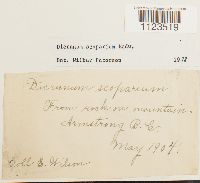 Dicranum scoparium image