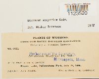 Dicranum scoparium image