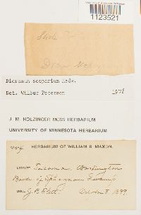 Dicranum scoparium image