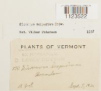 Dicranum scoparium image