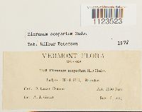 Dicranum scoparium image