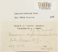 Dicranum scoparium image