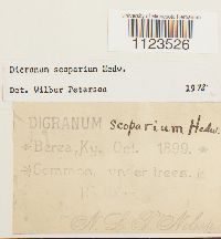 Dicranum scoparium image