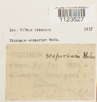 Dicranum scoparium image